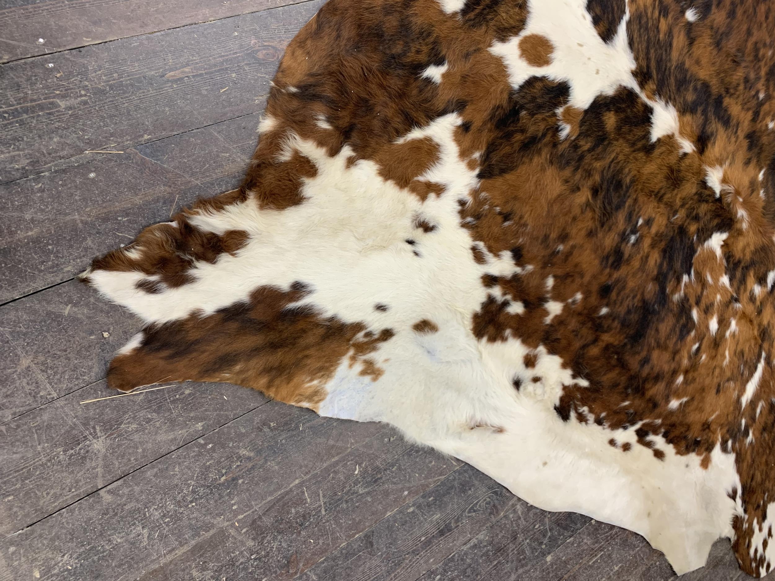 Massive impressive Caribou hide, 250 x 250cm - Image 2 of 5