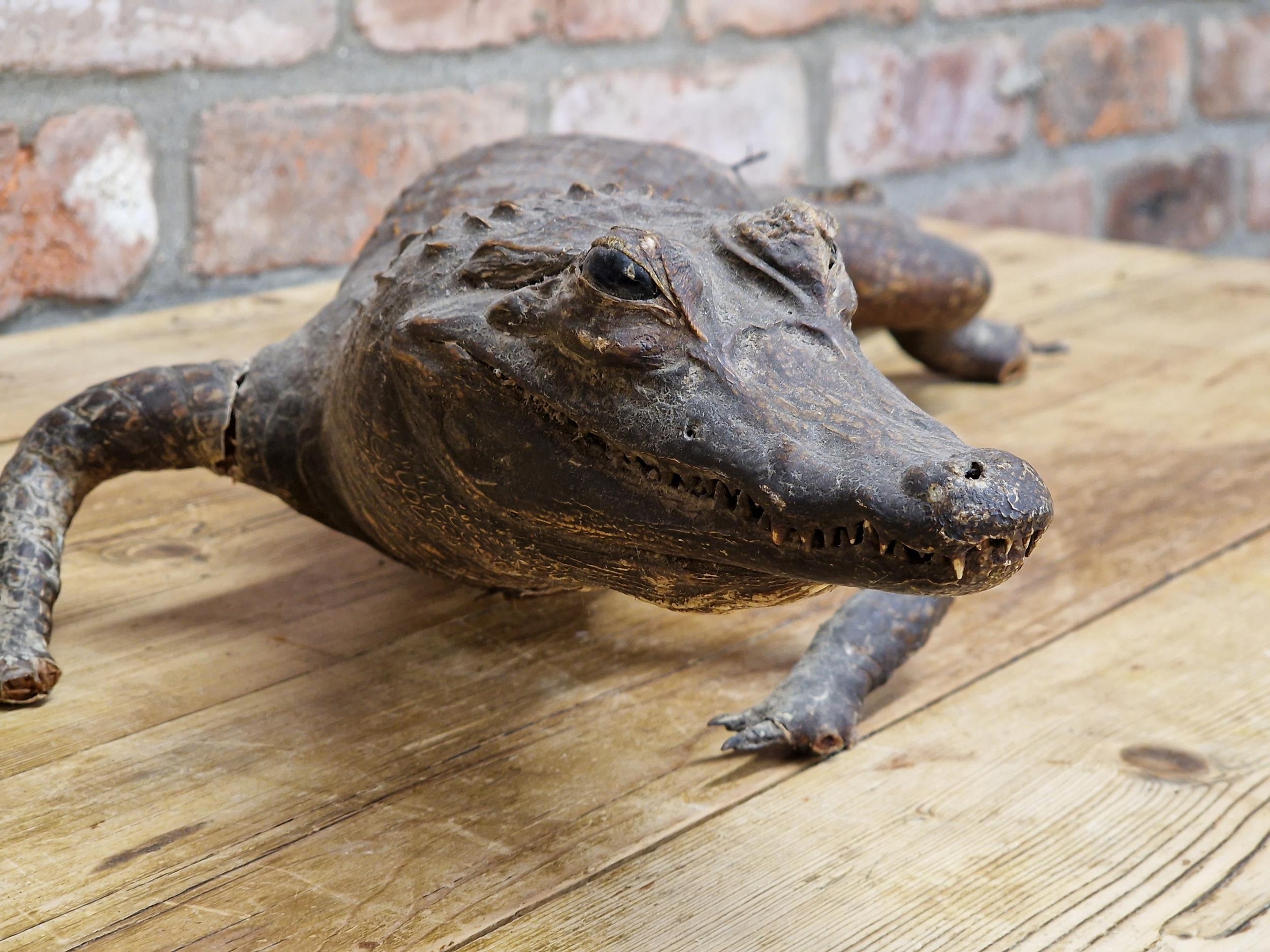 Antique taxidermy Caiman crocodile, L 80cm - Image 2 of 3