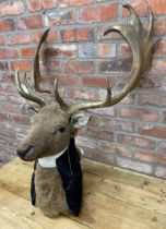 Taxidermy - novelty Stags head with gilt horns and glass eyes wearing collar with chain, H 87cm