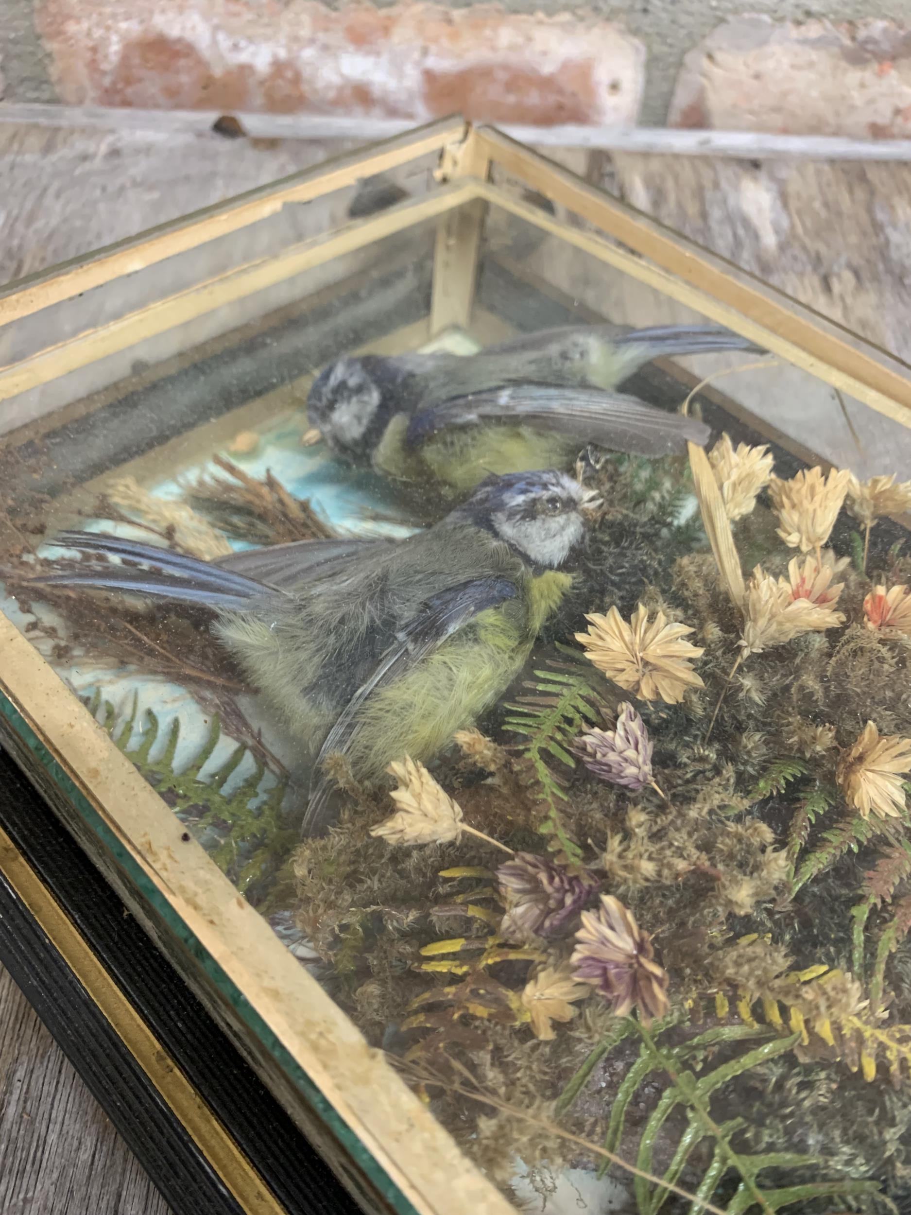 Pair of cased taxidermy blue tits amongst foliage housed within wooden Folk Art frame, W 32cm x H - Image 2 of 3