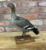 Taxidermy - Australian Wood Duck atop wooden plinth base, H 32cm