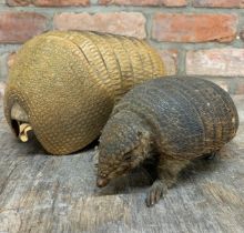 Antique taxidermy armadillo with additional armadillo shell (2)