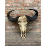 Taxidermy - Antique cape water buffalo skull and horns, maximum D 80cm