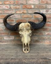 Taxidermy - Antique cape water buffalo skull and horns, maximum D 80cm