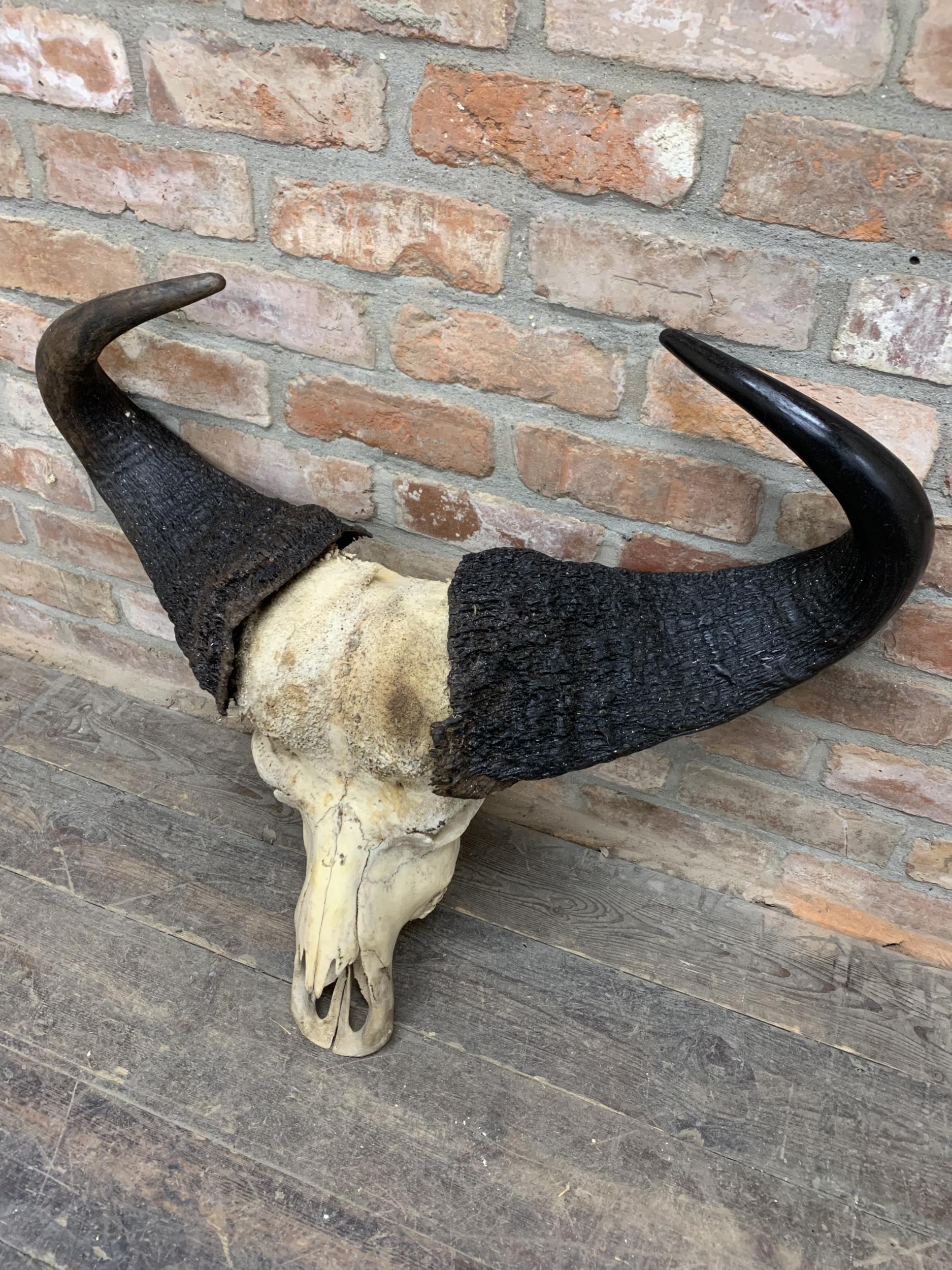 Taxidermy - Antique cape water buffalo skull and horns, maximum D 80cm - Image 3 of 3