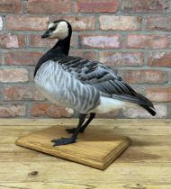 Taxidermy - Barnacle Goose atop wooden plinth base, H 40cm