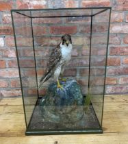 Taxidermy - Peregrine Falcon by Rowland Ward, held within four sided glass case standing atop