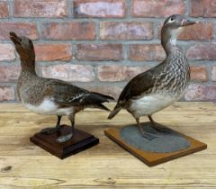 Taxidermy - two British ducks to include mallard example, set atop wooden bases, 35cm