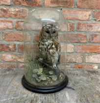 Taxidermy - owl amongst foliage under a glass dome, H 51cm