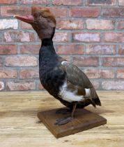 Taxidermy - red crested pochard, set atop wooden base, H 41cm