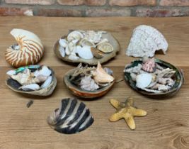 Large quantity of vintage seashells