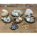 Large quantity of vintage seashells