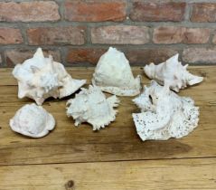 Quantity of vintage seashells (6)