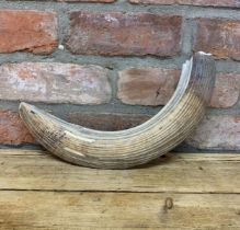 Antique 19th century walrus tusk, L 37cm