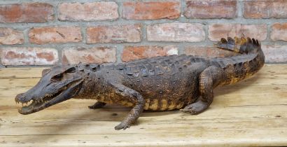Large antique taxidermy crocodile, L 105cm