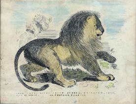 Victorian framed pen and watercolour sketch of lion, labelled 'John Tate, Royal Union School,