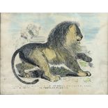 Victorian framed pen and watercolour sketch of lion, labelled 'John Tate, Royal Union School,