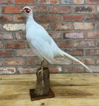 Taxidermy - albino pheasant atop naturalistic wooden stump, H 53cm