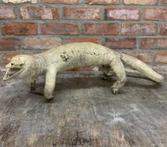 Vintage taxidermy monitor lizard, L 80cm