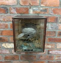 Cased taxidermy wasps nest in naturalistic setting, H 32 x 27cm