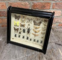 Antique butterfly and beetle taxidermy diorama in glazed display case, 35cm x 32cm