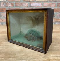 Victorian taxidermy bat specimen held in wooden case, H 23cm x W 28cm x D 15cm