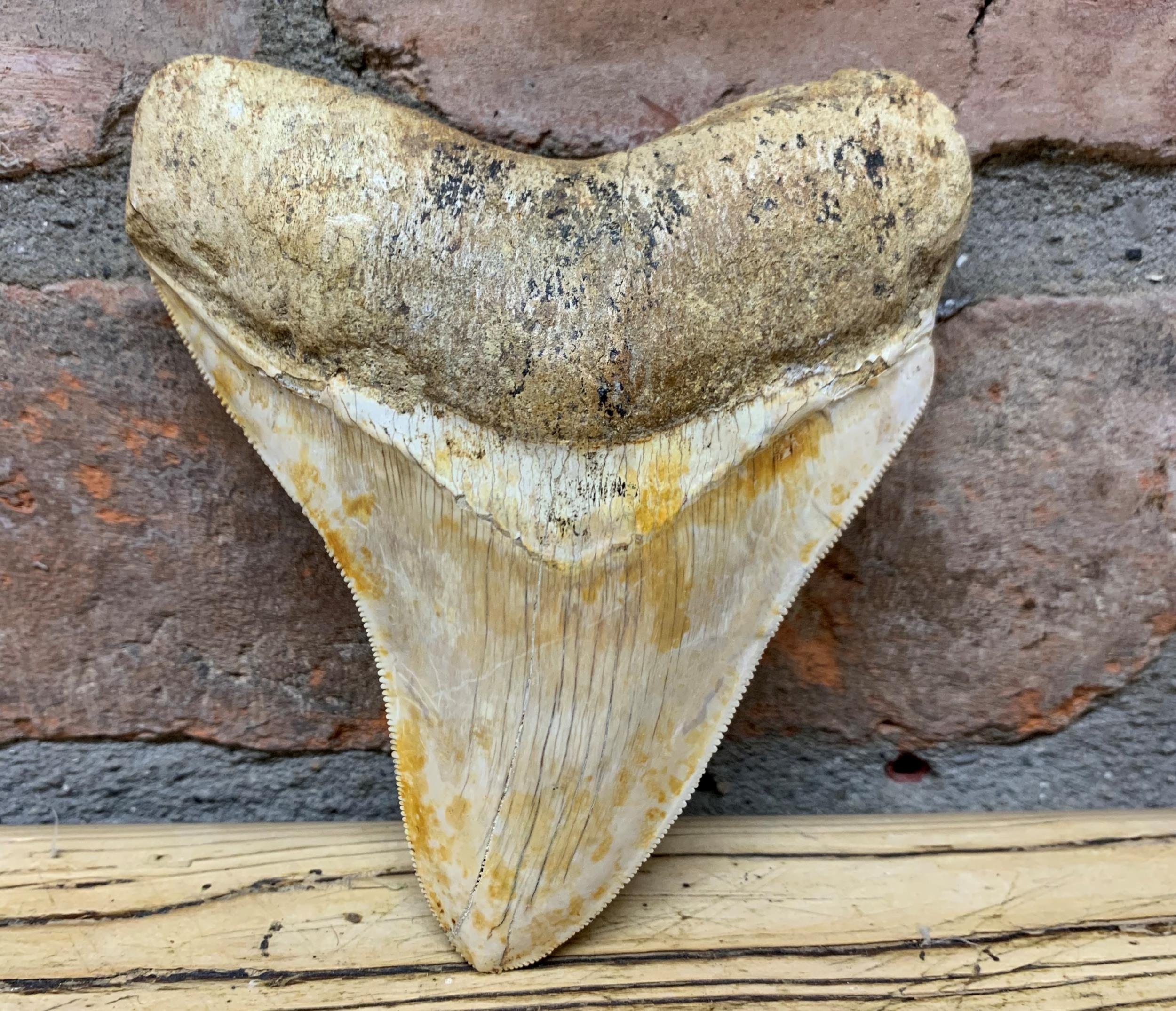 Very large Megalodon tooth fossil, Miocene Epoch circa 5-10 million ears old, L 11.5cm x W 10c