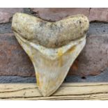 Very large Megalodon tooth fossil, Miocene Epoch circa 5-10 million ears old, L 11.5cm x W 10c