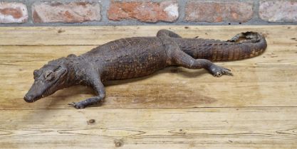 Antique taxidermy Caiman crocodile, L 80cm