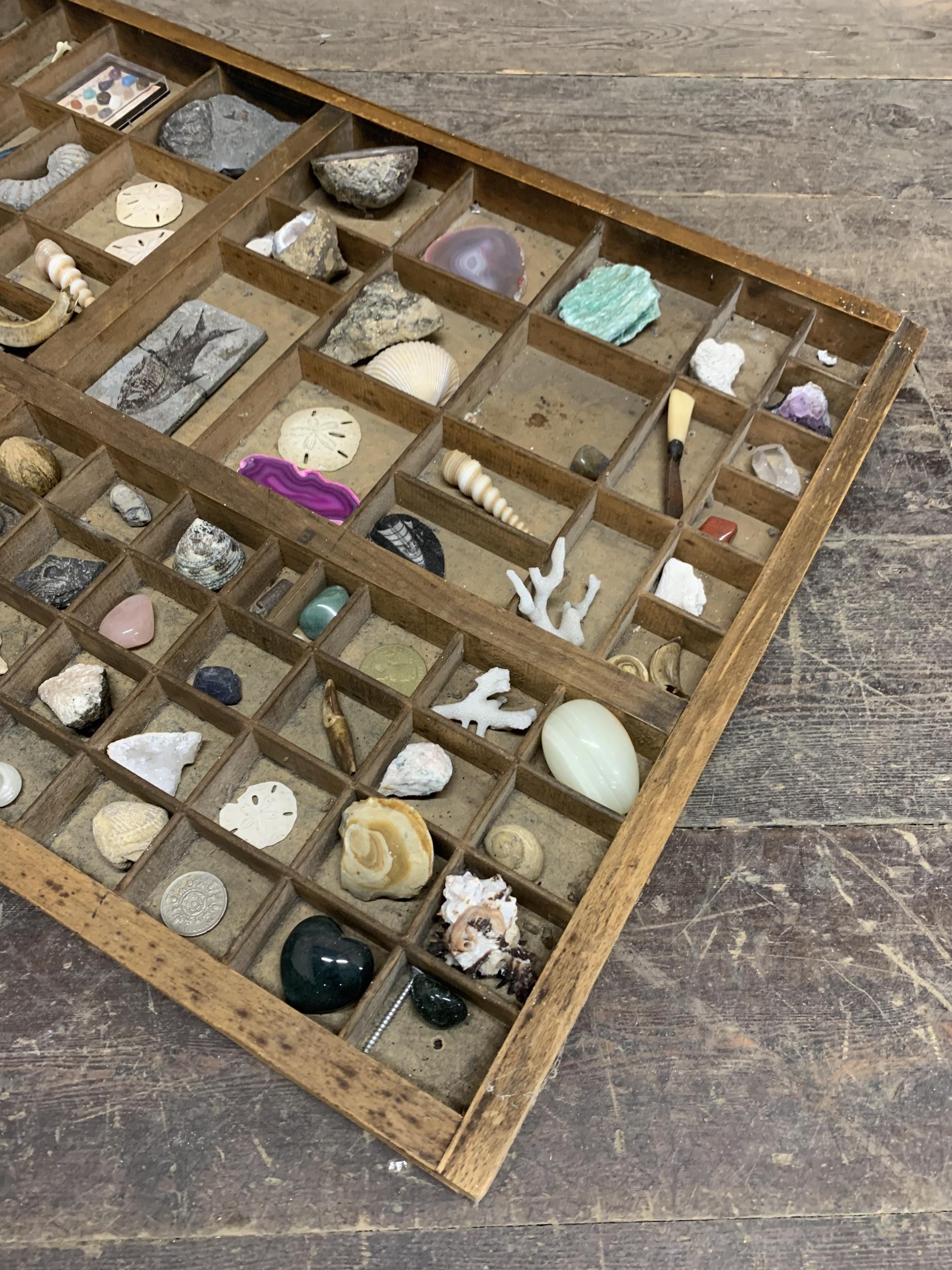 Large wooden printers tray with geology specimen content to include fossils, seashells and minerals - Image 2 of 4