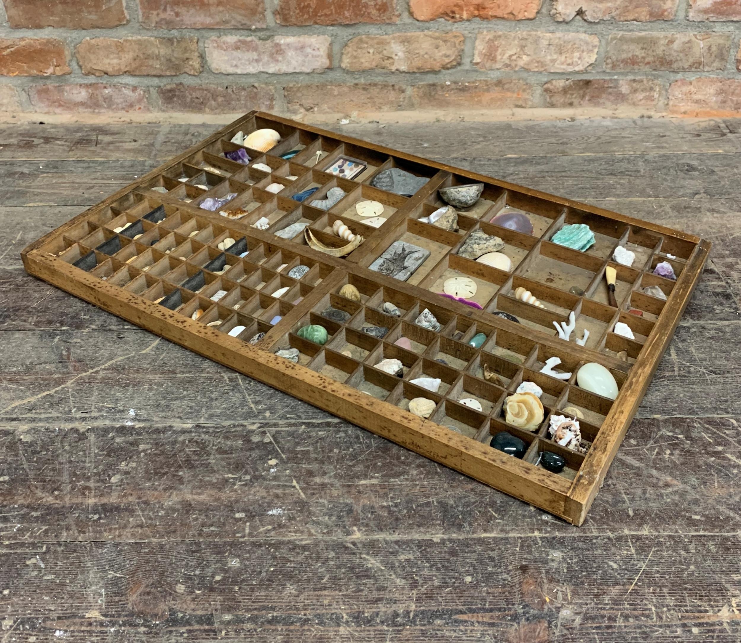 Large wooden printers tray with geology specimen content to include fossils, seashells and minerals