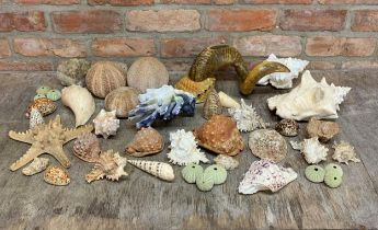 Large quantity of antique seashells to include unusual rams horn and seashell example