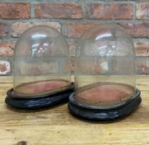 Pair of antique glass domes on ebonised base with red velvet interior, H 20cm x W 20cm