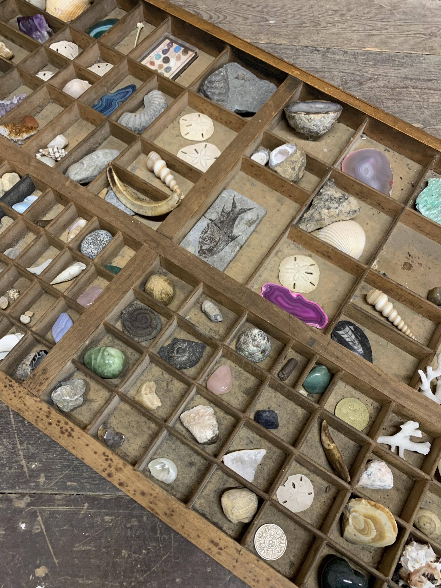 Large wooden printers tray with geology specimen content to include fossils, seashells and minerals - Image 3 of 4