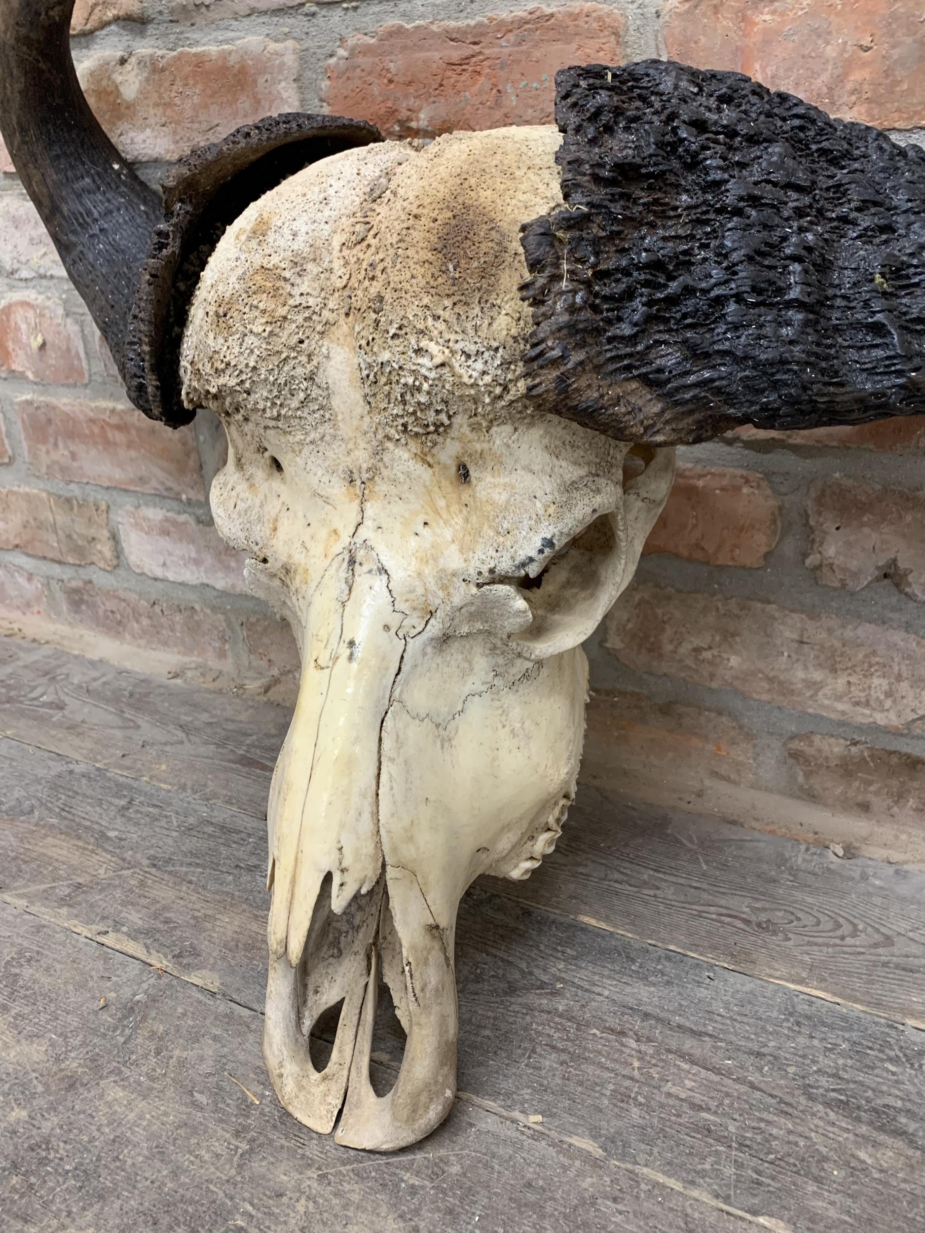 Taxidermy - Antique cape water buffalo skull and horns, maximum D 80cm - Image 2 of 3