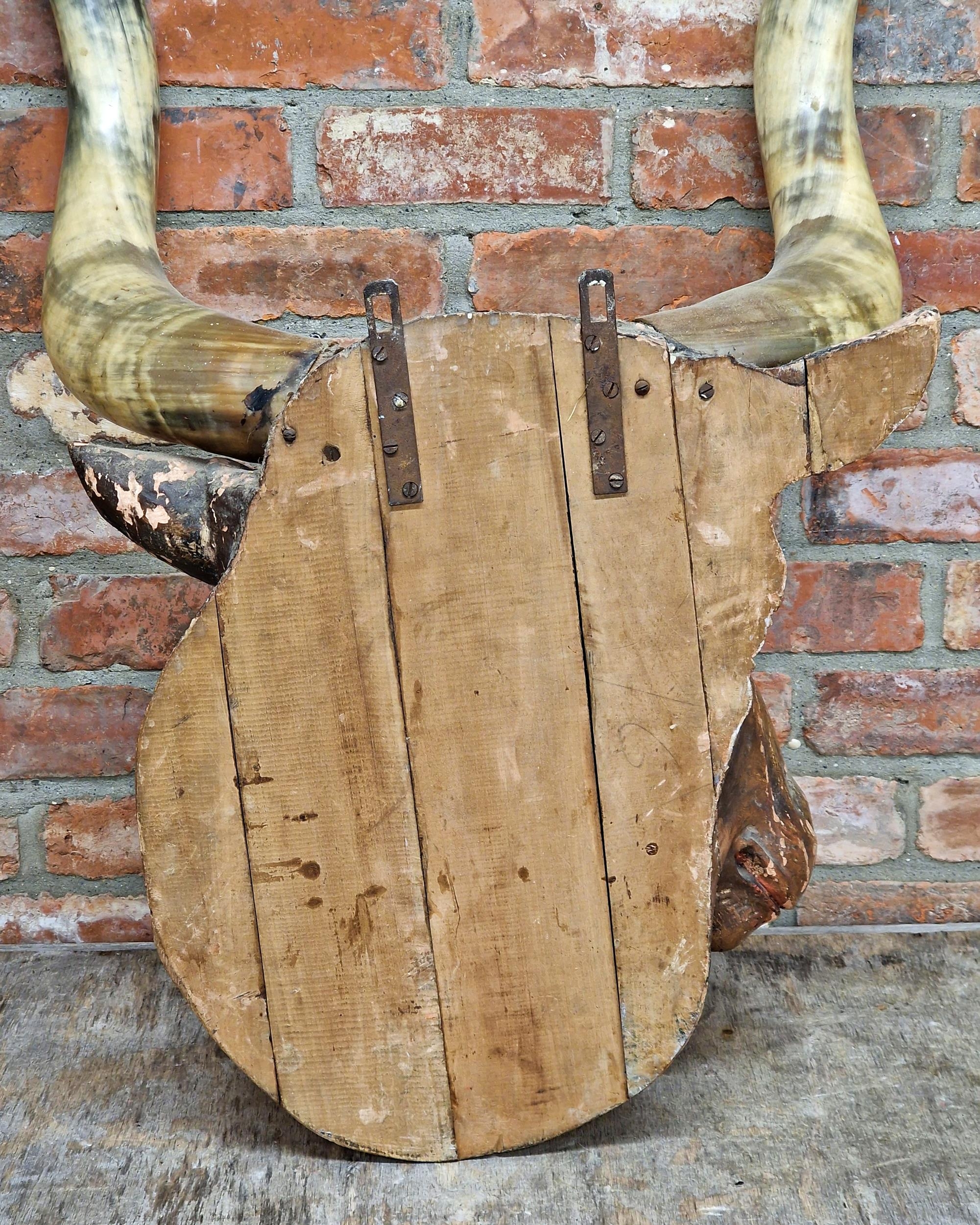 Impressive black forest Folk Art hand carved wooden bulls head with genuine horns, ex butchers - Image 6 of 6