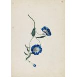 Franz Blaschek, 2 Blumenstudien: Tulpe und Zaunwinde. Orig.-Aquarelle mit Gouache. Um 1830/40.