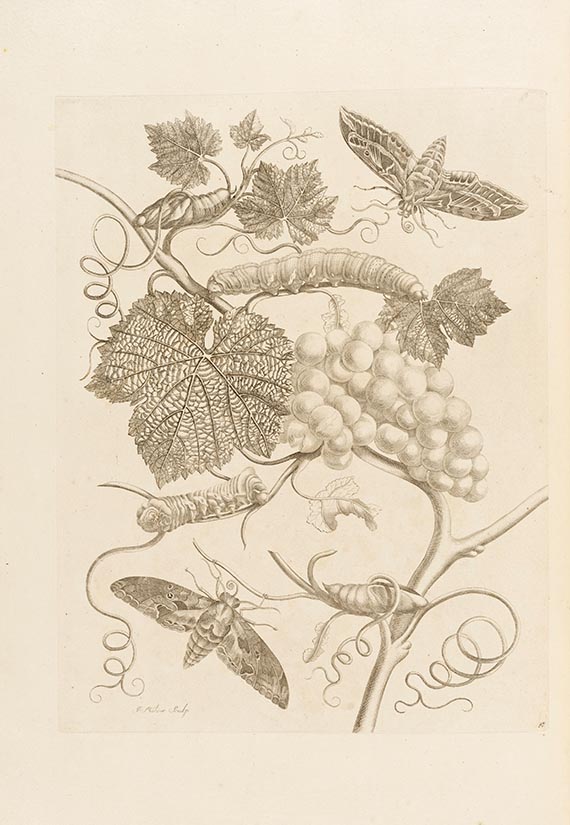 Maria Sibylla Merian, De Europische insecten. - Surinaamsche insecten. Zus. 2 Werke. Amsterdam.