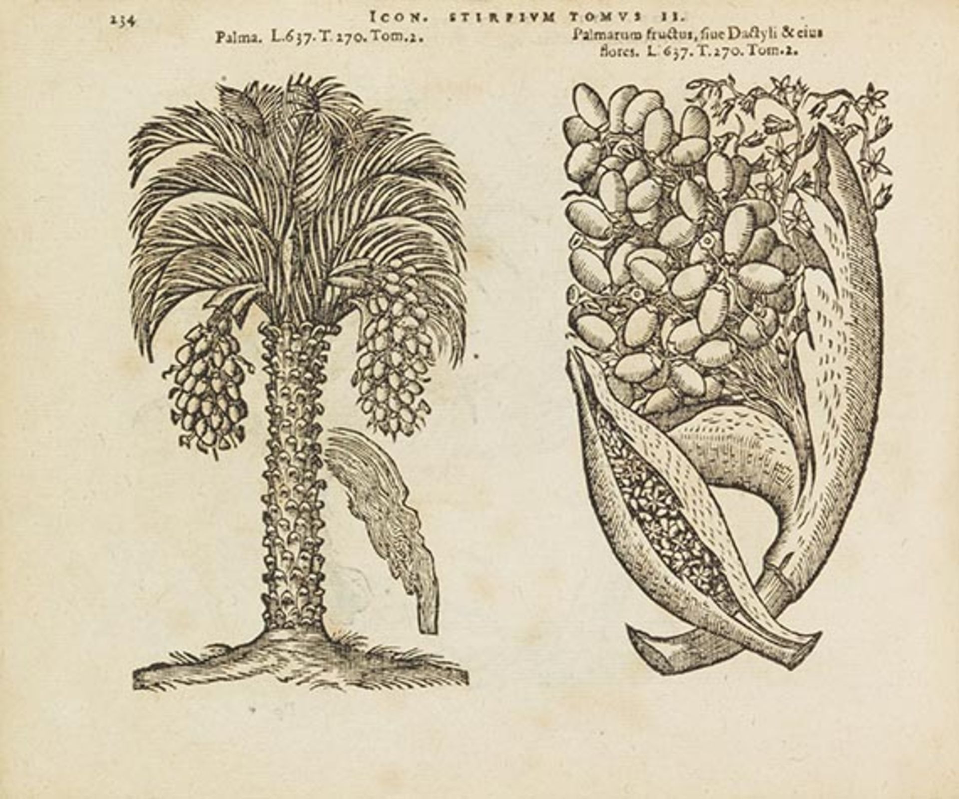 Matthias de Lobel, Icones stirpium, seu Plantarum tam exoticarum. Antwerpen.