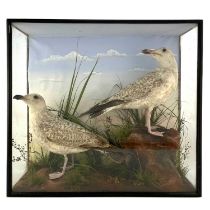 Taxidermy, a late 19th Century pair of Seagulls, mounted on stumps in a naturalistic setting,