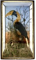 Taxidermy, a 19th Century Blyth's Hornbill or Papuan Hornbill, (Rhyticeros Plicatus), New Ireland,