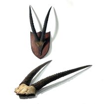 Taxidermy, two pairs of Antelope horns, one mounted on an oak shield, largest 100cm high (2)