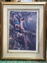 Michael Jackson (British, 1961), Blue and Gold Macaw, signed l.r., colour print, No.71/500, blind