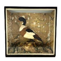 Taxidermy, a late 19th Century Shelduck, mounted naturalistically on a rock with shells, grid