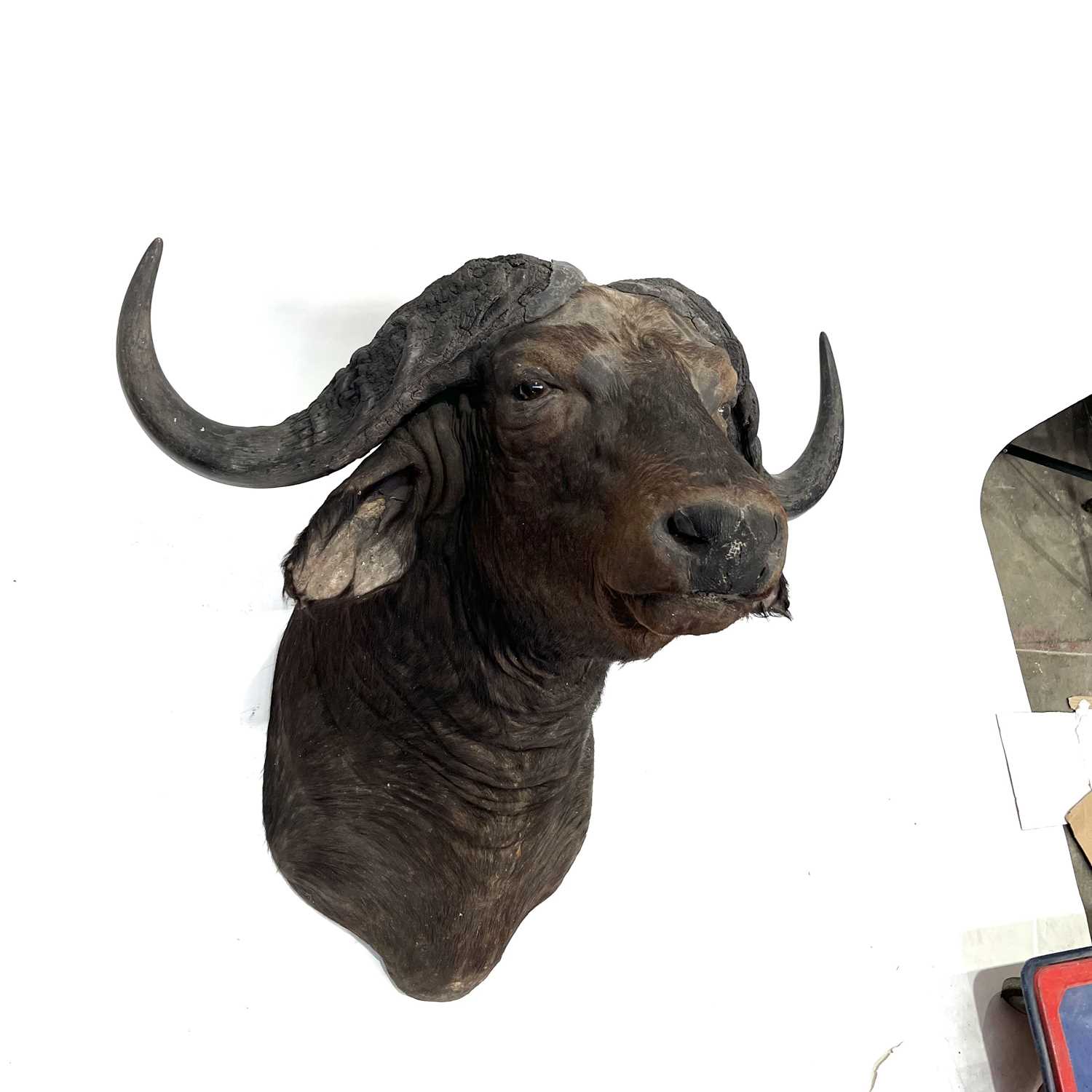 Taxidermy, an antique African Cape Buffalo, an adult head, hook wall mount, 70cm high - Image 2 of 2