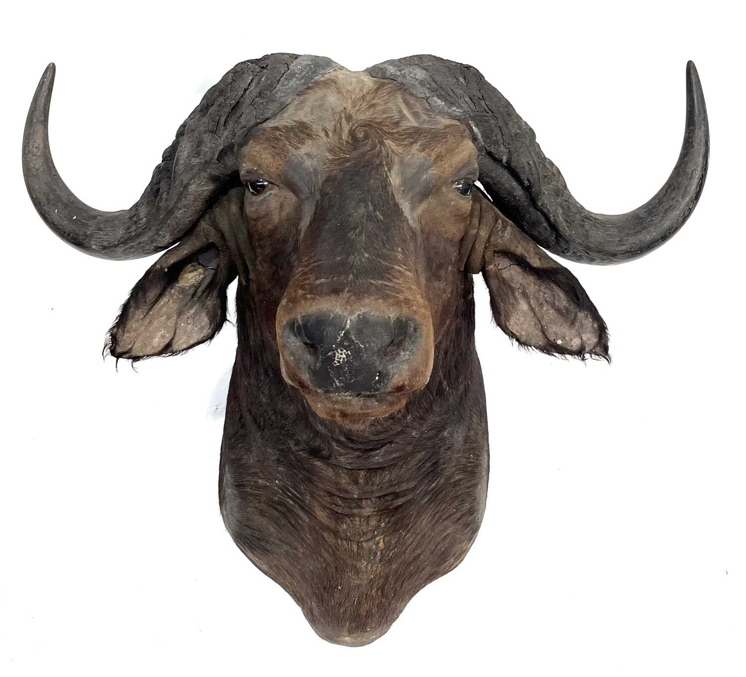 Taxidermy, an antique African Cape Buffalo, an adult head, hook wall mount, 70cm high