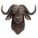 Taxidermy, an antique African Cape Buffalo, an adult head, hook wall mount, 70cm high