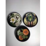 Three Moorcroft coasters, including Japanese Chrysanthemum circa 2009, RHS Scotch Rose Coaster by