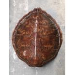 A turtle carapace, 46cm long