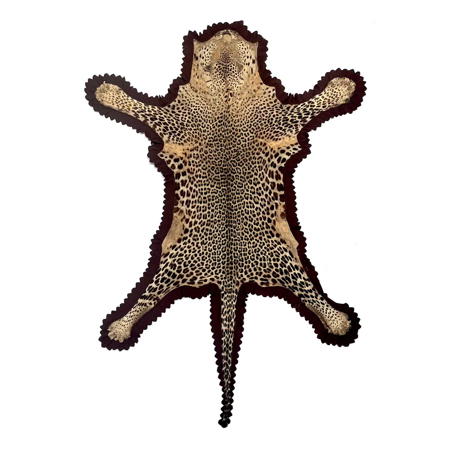 A Rowland Ward leopard skin taxidermy rug, brown felt backing, original label, circa 1900 - Image 2 of 2